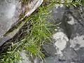花茎が伸び出した状態花はまだ苞の中