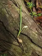 全姿。