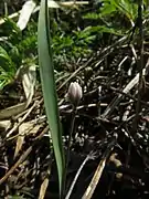 雌花。葉は花茎より長い。