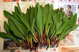 山菜として摘み取られたギョウジャニンニク（北海道産)