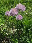 アサツキの花、種差海岸（青森県八戸市）