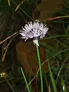 シブツアサツキ、至仏山（群馬県片品村）