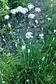 開花期になると、花茎を葉より高く伸ばして花蕾をつける。