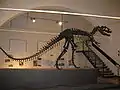 肉食獣脚類アロサウルス 全長11m