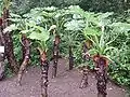 茎と葉（インドクワズイモ）