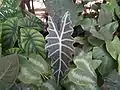 複数種の寄せ植え