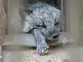 ホッキョクギツネ