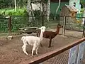 御大典記念豊原市民公園内緑地跡地に建設された現ガガーリン記念文化公園サハリン州立動物園で飼われているアルパカ