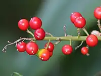 球形で、赤く熟した果実