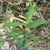 広披針形の葉