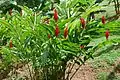 A. purpurata・偽茎の先から出る花序