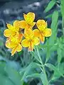 Alstroemeria aurea (Alstroemeria aurantiaca)
