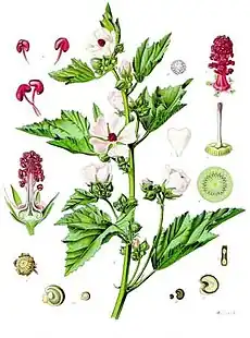 ウスベニタチアオイ Althaea officinalis