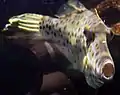 ソウシハギ(海遊館、2005年)