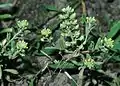 アレチナズナ（Alyssum allyssoides）