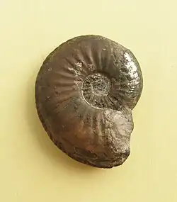 アマルチウス