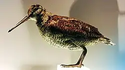 アマミヤマシギの剥製。国立科学博物館の展示