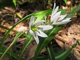 Amana erythronioidesヒロハノアマナ