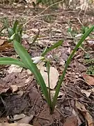 花茎に3個の苞がある。