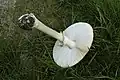 ひだは白色。ツバとツボを持つ。