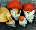 ひだが黄色い Amanita caesarea