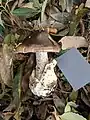 参考　クロタマゴテングタケ