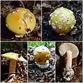 参考：ウスキテングタケ欧米種（A. gemmata）
