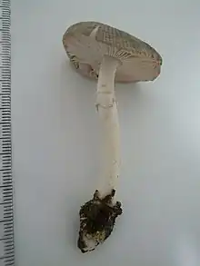 参考タマゴテングタケモドキ
