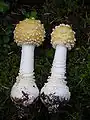 黄色変種 A. muscaria var. formosa