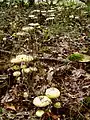 林床に群生するタマゴテングタケ