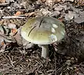 放射状の模様が不明瞭なタマゴテングタケ（A. phalloides マツカサモドキ亜属）