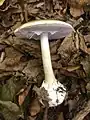 ひだを守る内皮膜が剥がれておらずツバが無いように見える個体