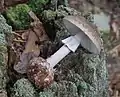 参考　コテングタケ Amanita porphyria