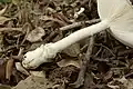 ツボあり。白色の膜質で丈夫なもの。