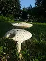 草原に生えたSaproamanita vittadini（イタリア）