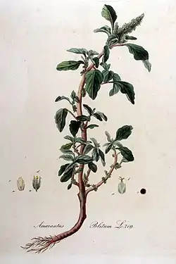 Amaranthus blitum
