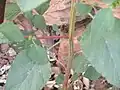 茎