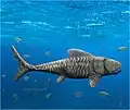 サメに近い体形の全身化石から知られるアマジクティス（Amazichthys）