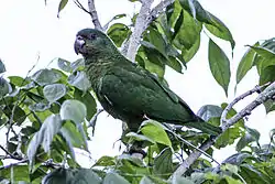 ハシグロボウシインコ