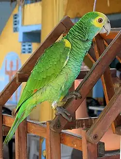 キボウシインコ