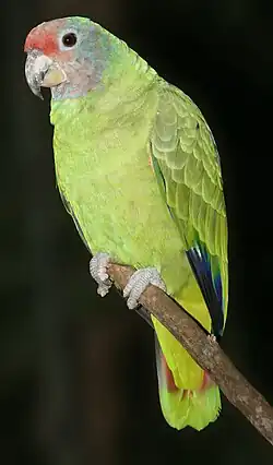 アカオボウシインコ