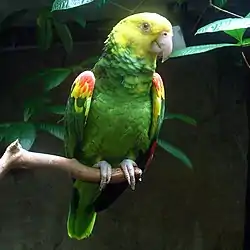 オオキボウシインコ
