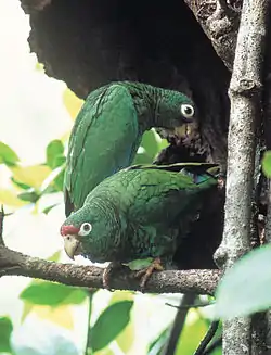 営巣地のアカビタイボウシインコ