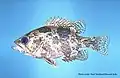 Ambloplites ariommus