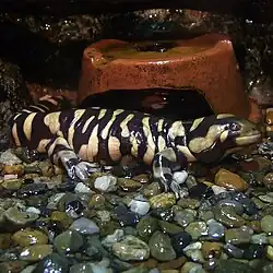 Ambystoma tigrinum