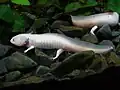 ウーパールーパー