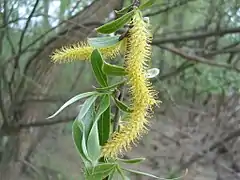 ヤナギの雄花