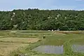 古砂丘（京丹後市網野町掛津）