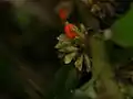 種子