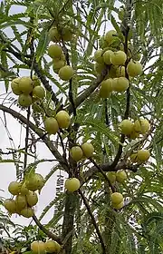 実がなった状態（拡大）。